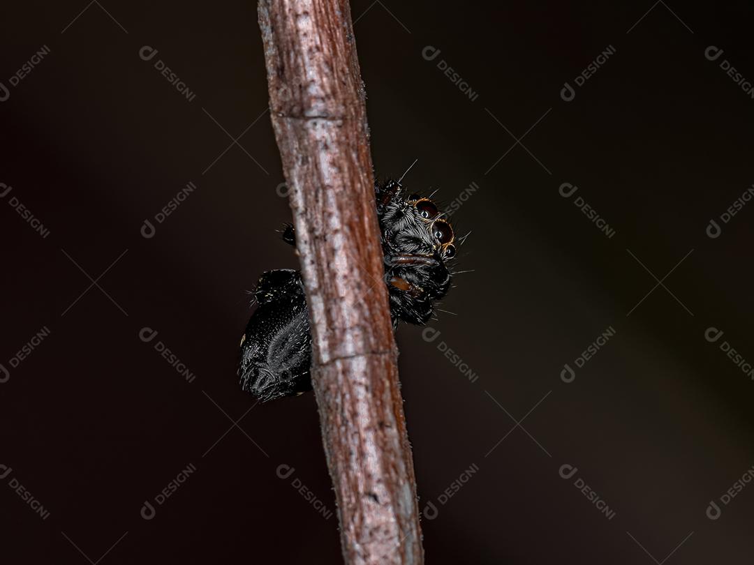 Aranha-de-salto pequena