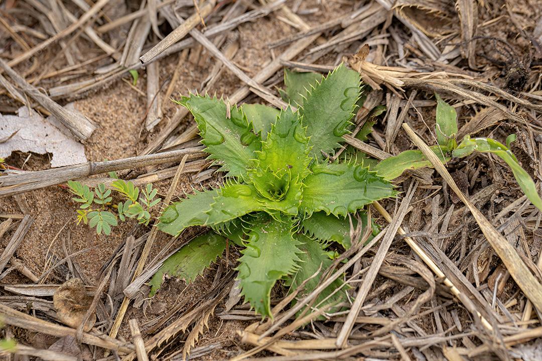 planta verde Usina Eryngos Angiosperm
