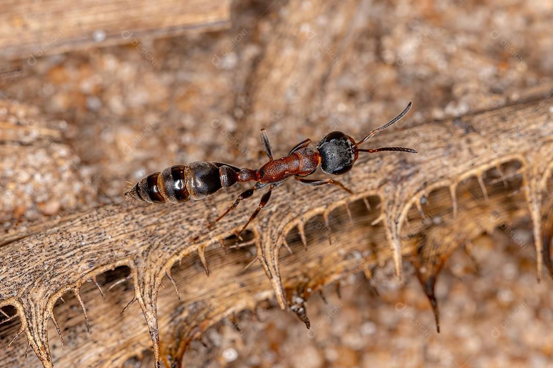 Formiga-de-galho fêmea adulta