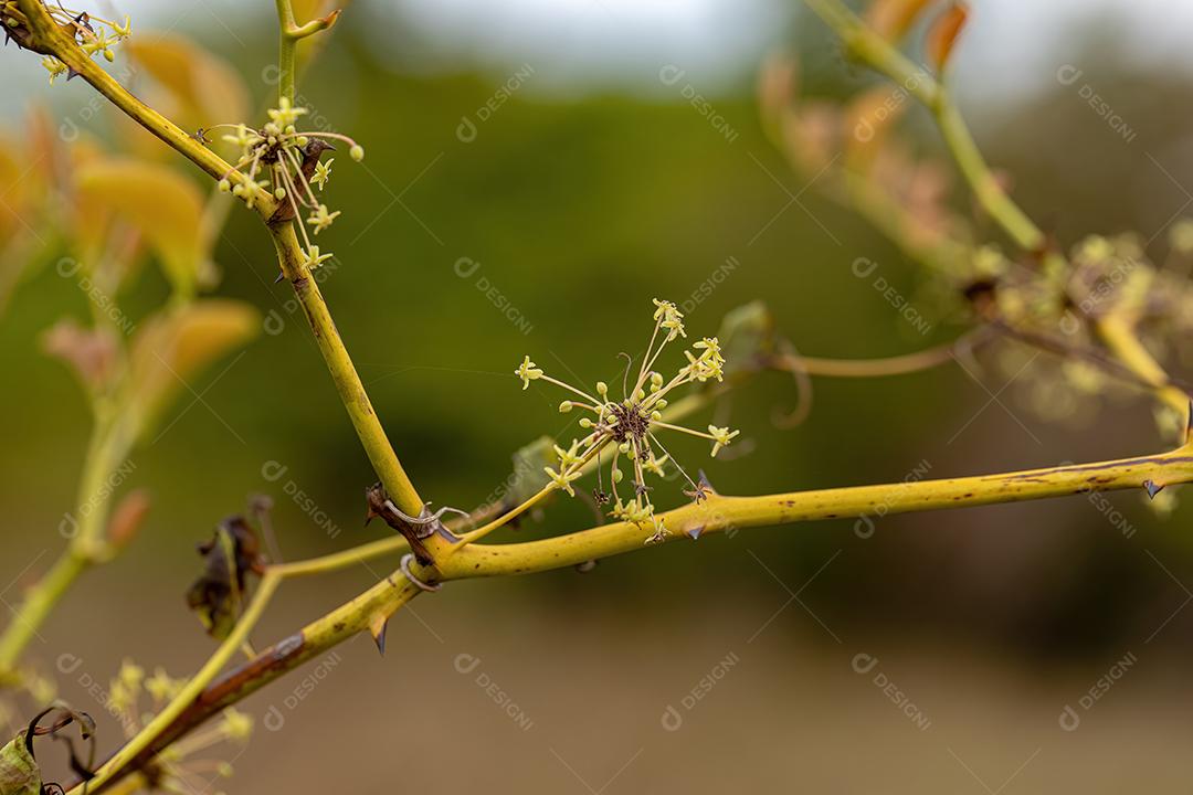Usina Greenbrier Angiosperm planta
