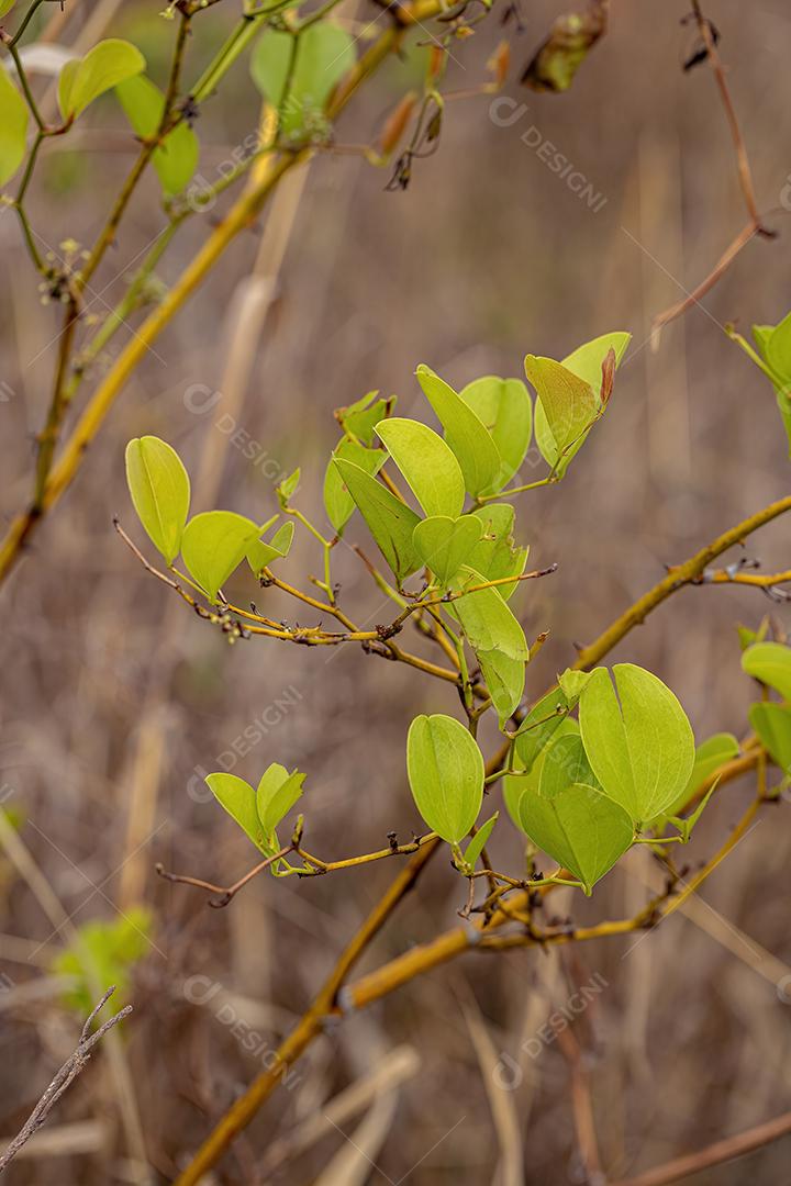 Usina Greenbrier Angiosperm planta
