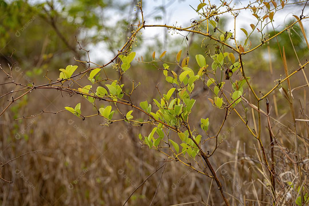 Usina Greenbrier Angiosperm planta