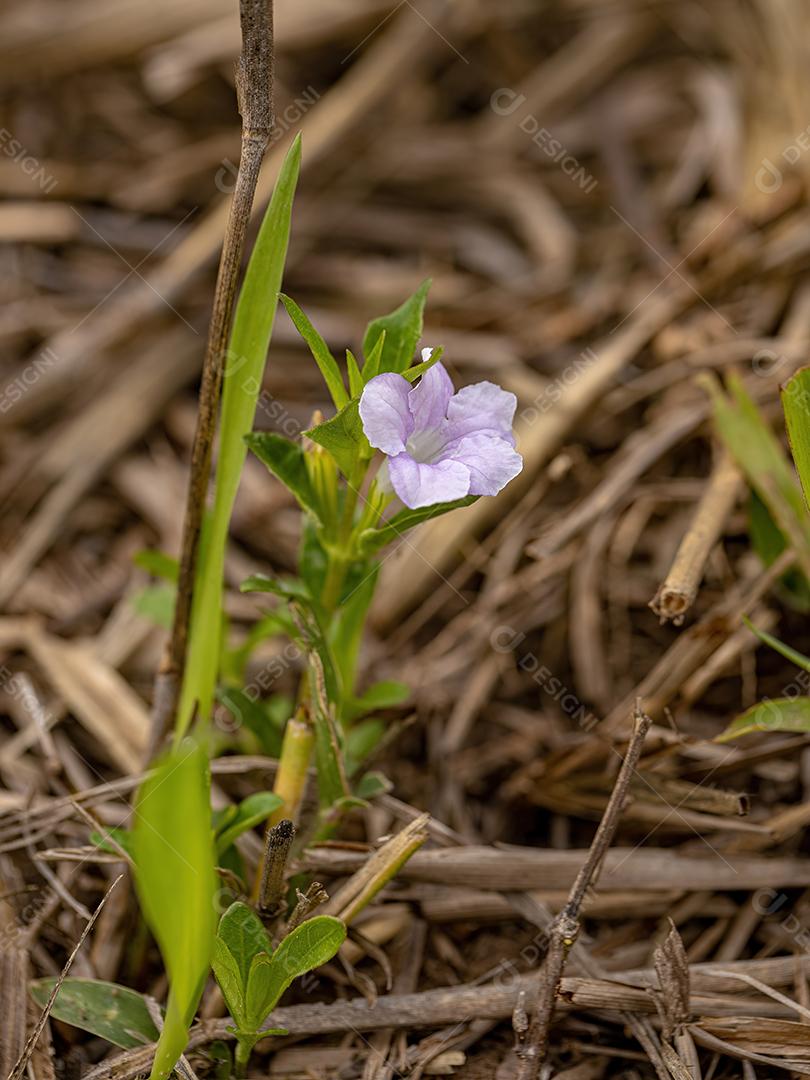 Flor vegetal de Ruellia