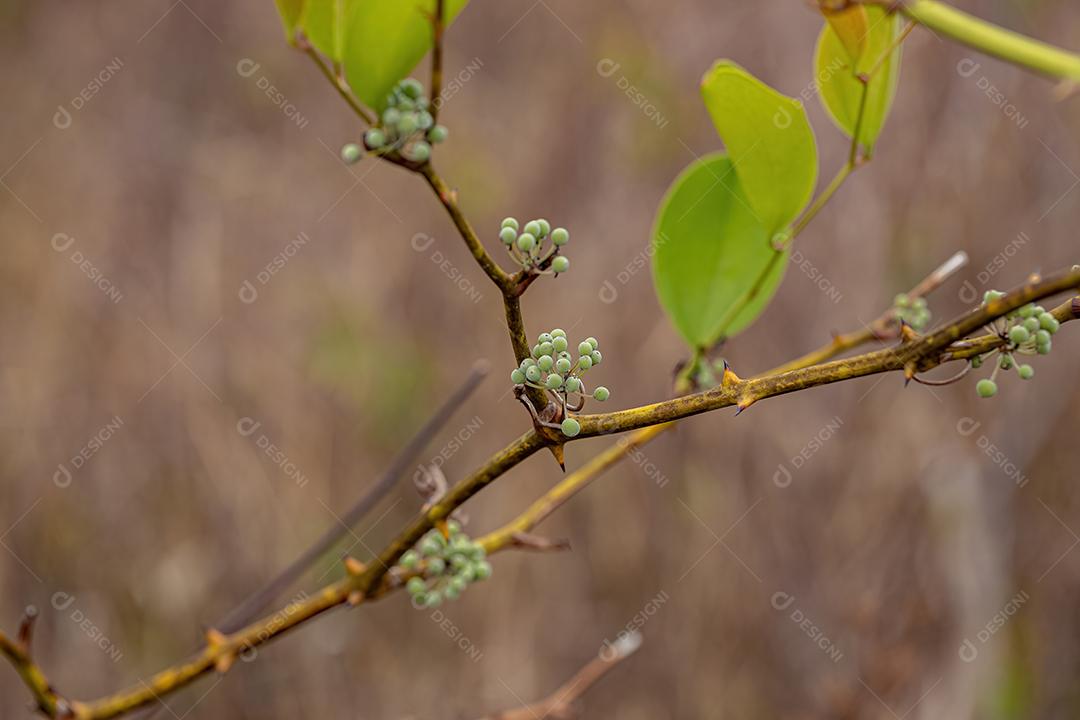 Usina Greenbrier Angiosperm planta