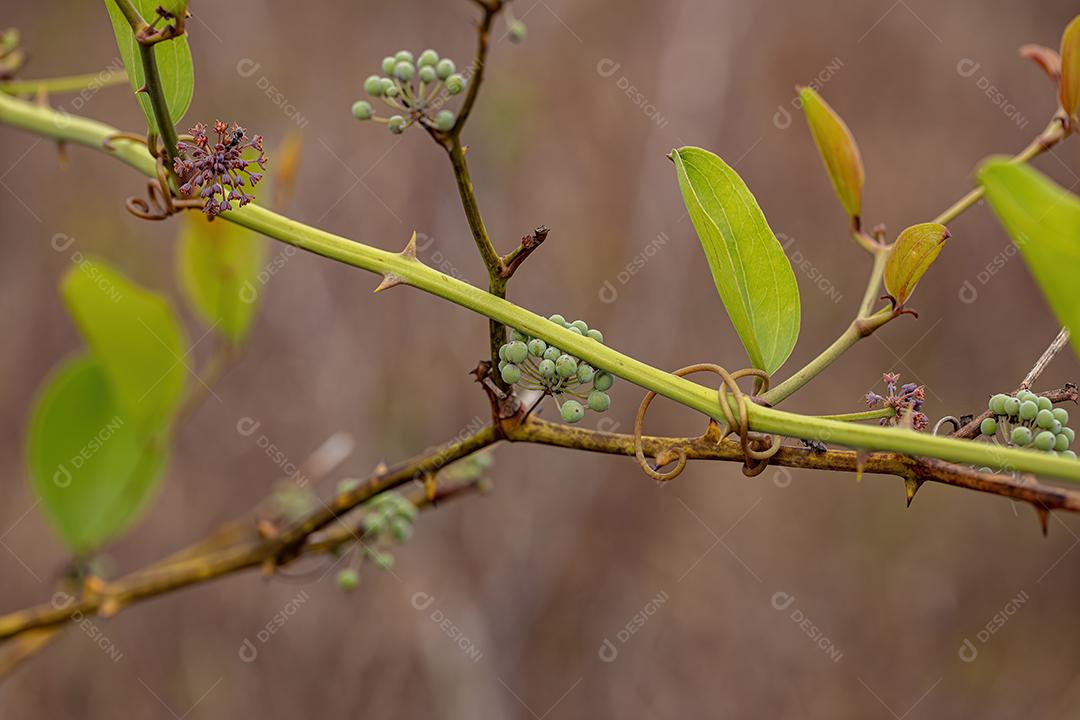 Usina Greenbrier Angiosperm planta