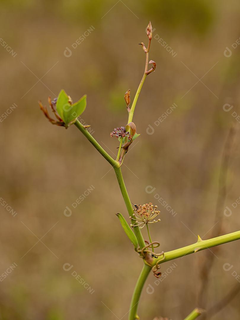 Usina Greenbrier Angiosperm planta