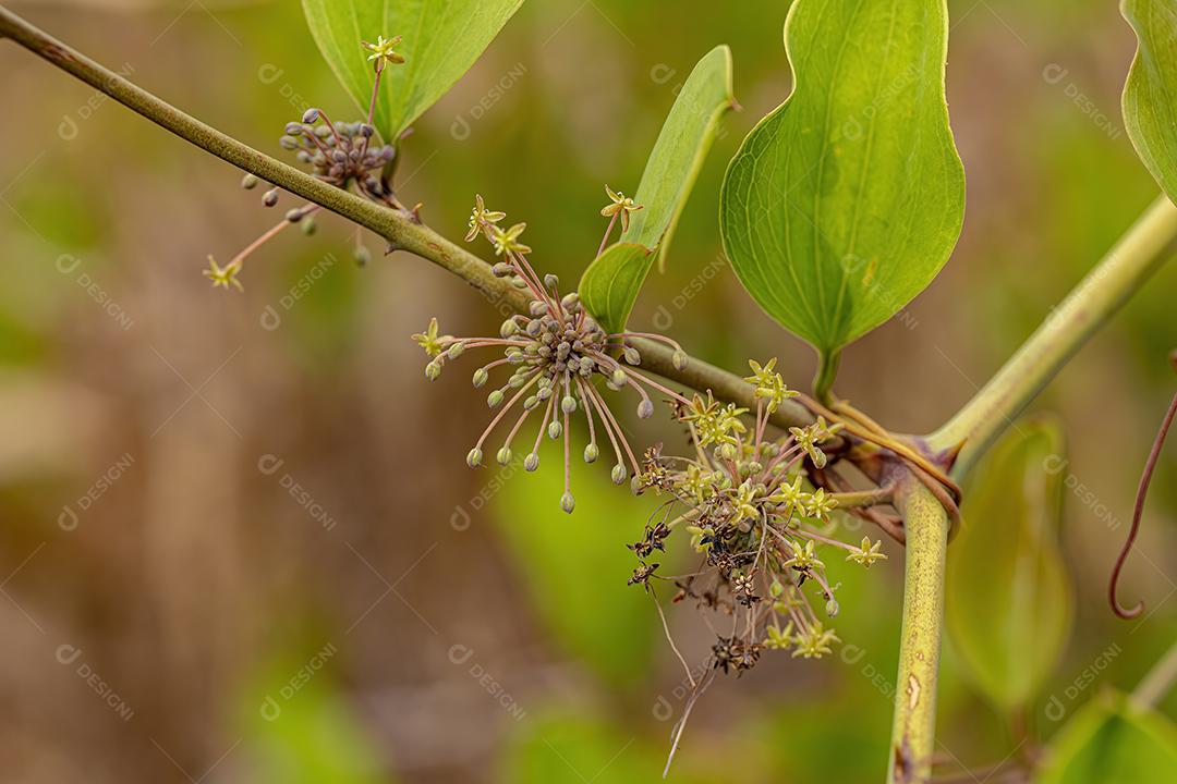 Usina Greenbrier Angiosperm planta
