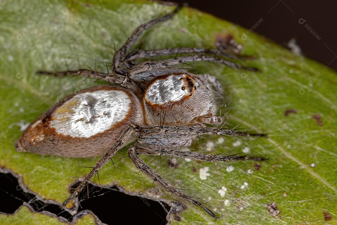 Aranha-lince adulta feminina
