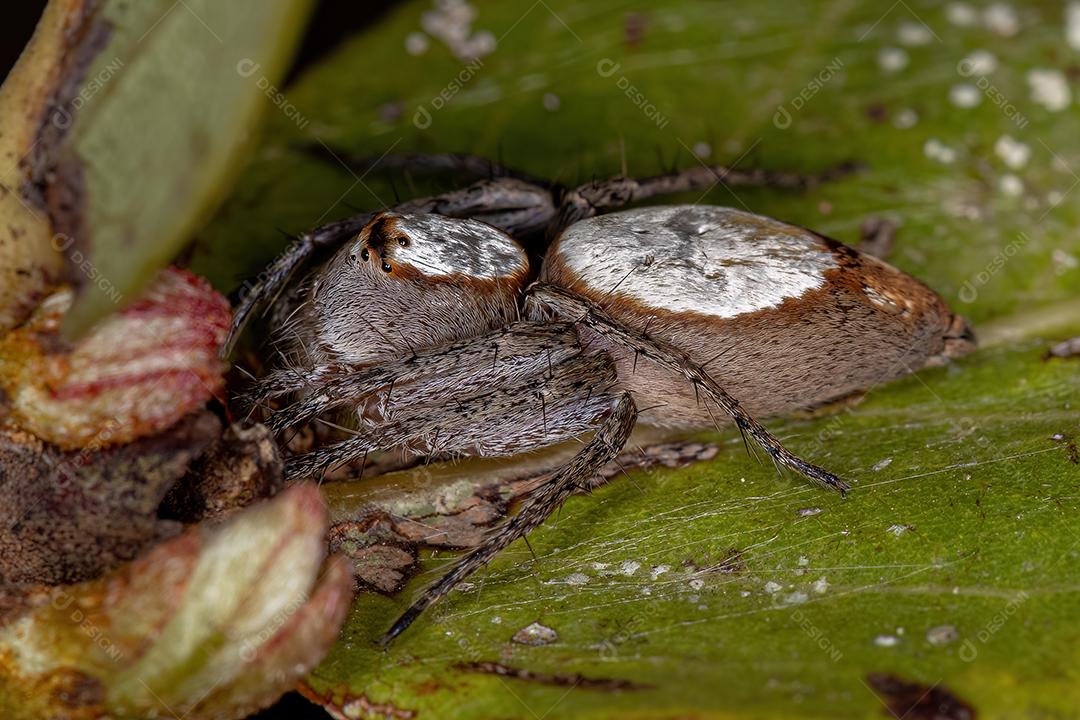 Aranha-lince adulta feminina