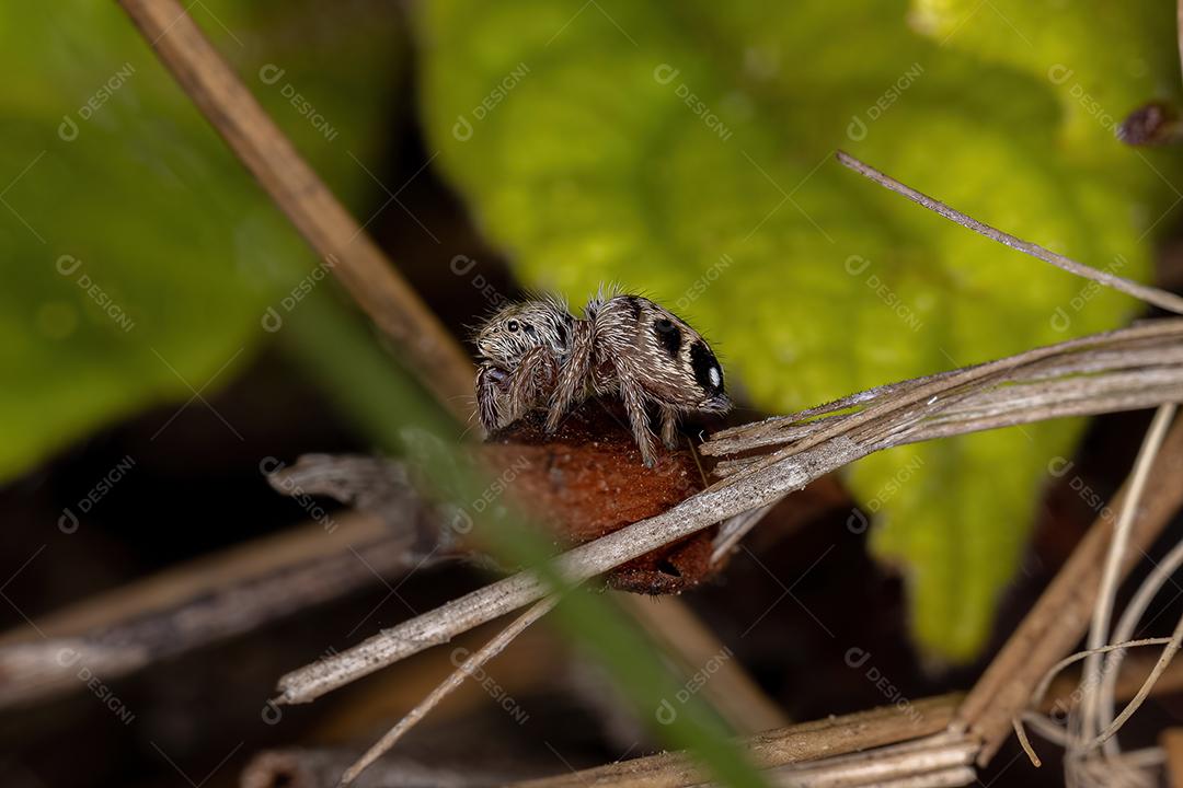 Aranha Saltitante Pequena