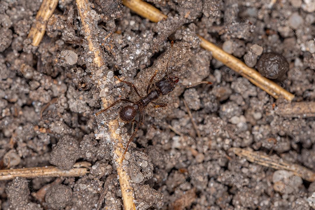 Formiga acromyrmex-cortador de folhas adulta