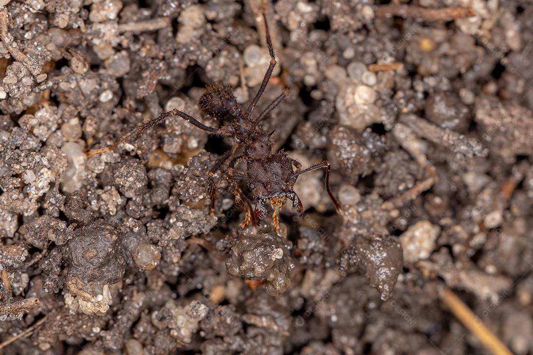 Formiga acromyrmex-cortador de folhas adulta