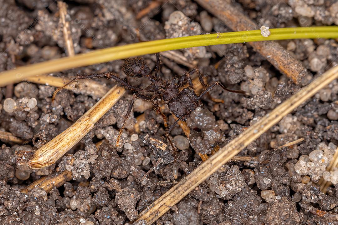 Formiga acromyrmex-cortador de folhas adulta