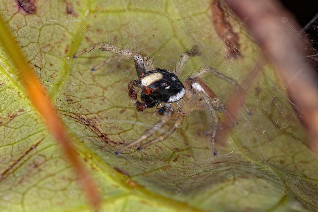 Aranha-saltadora macho pequena