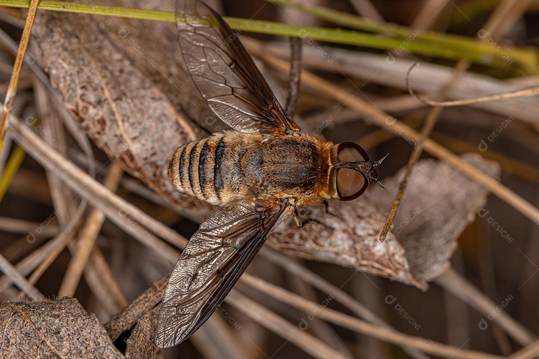 Mosca de abelha adulta