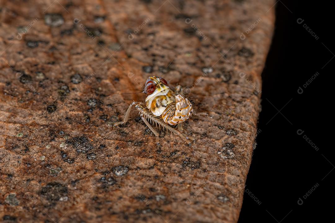 Ninfa típica de Leafhopper