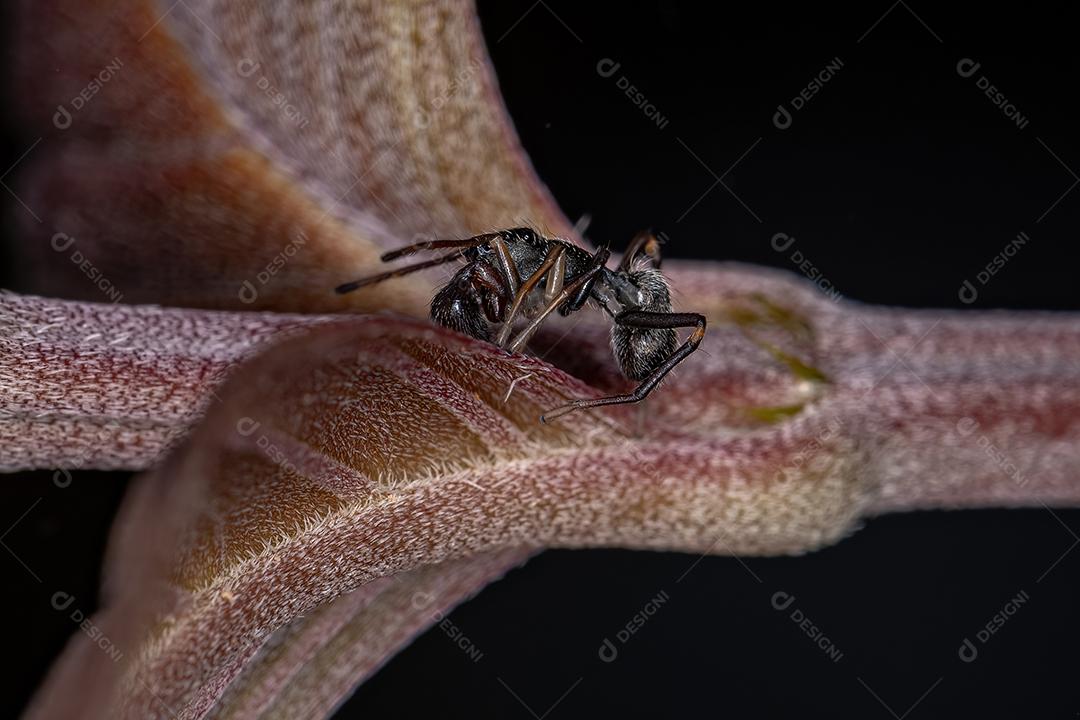 Aranha-saltadora adulta masculina