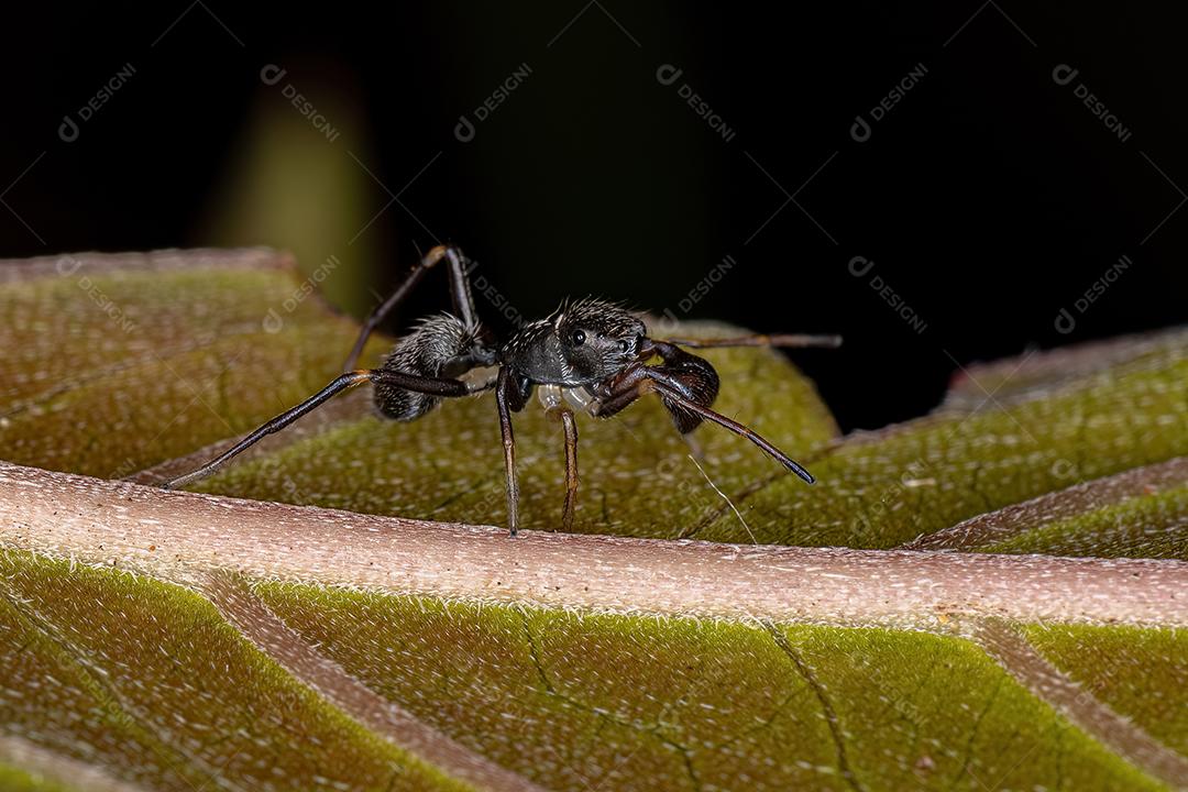 Aranha-saltadora adulta masculina insetos