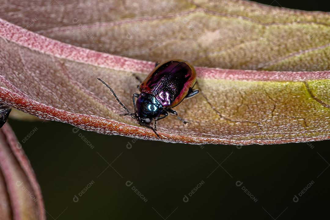 Besouro-de-pulga adulto da Tribo Alticini