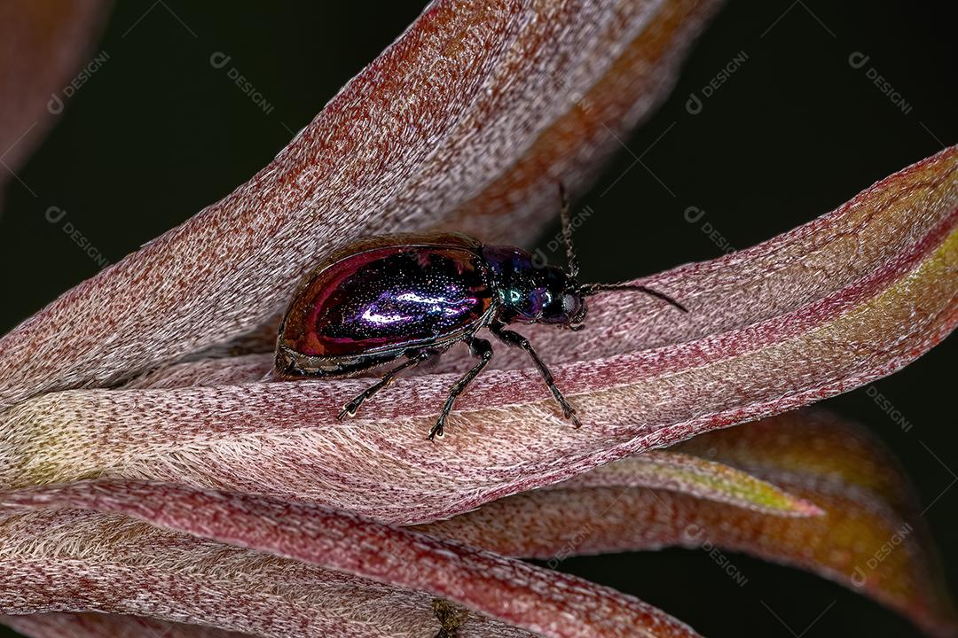 Besouro-de-pulga adulto