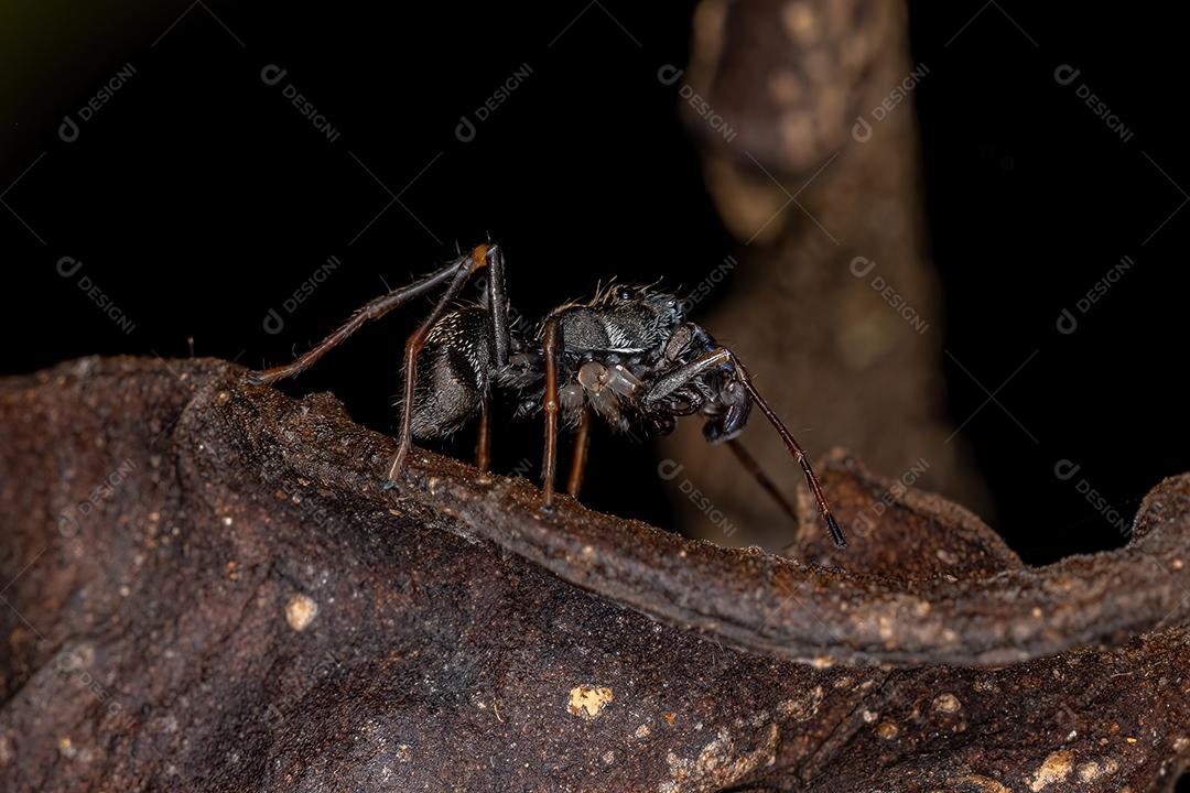 Aranha-saltadora adulta masculina