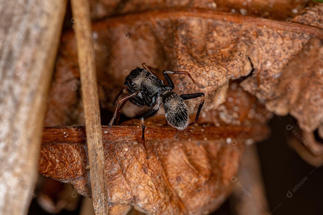 Aranha-saltadora adulta masculina