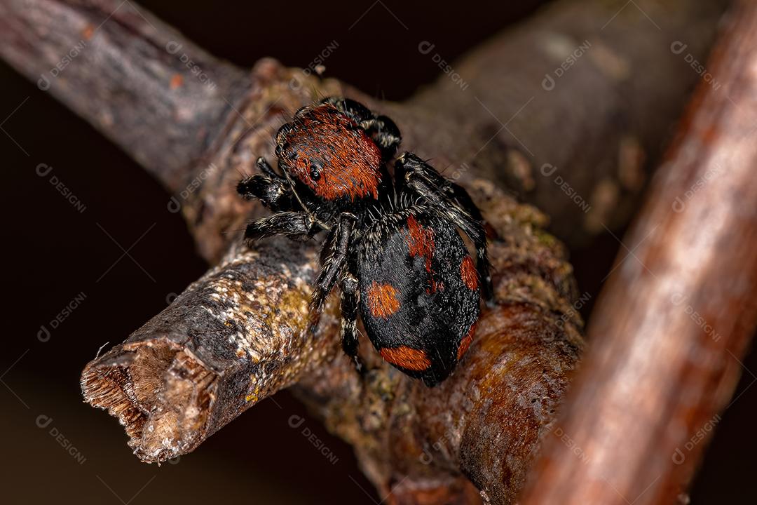 Aranha-de-salto pequena
