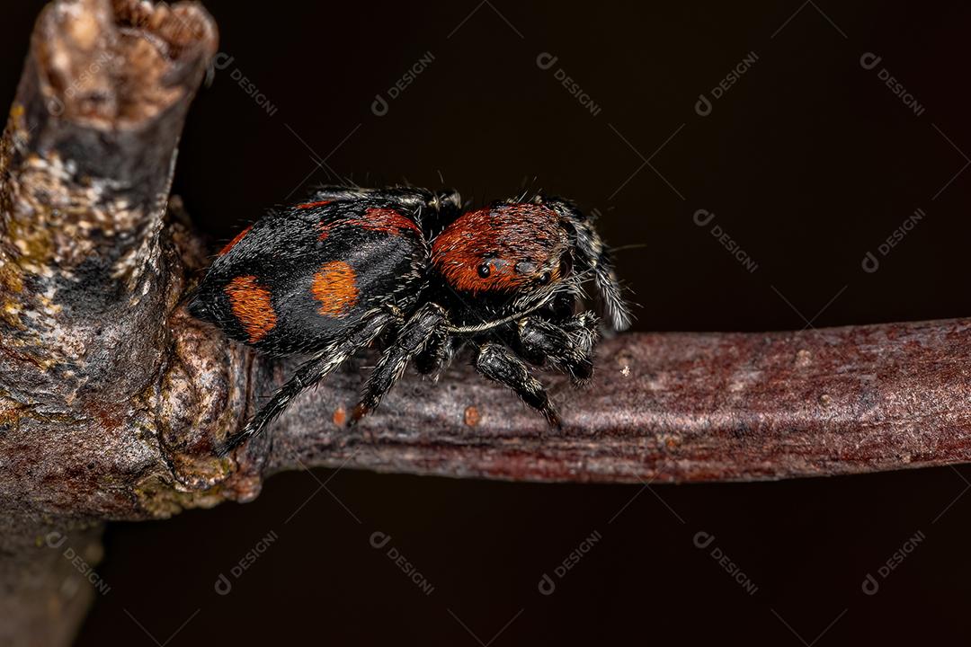 Aranha-de-salto pequena