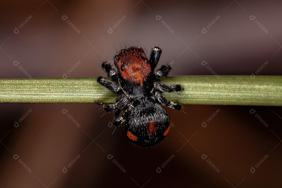 Aranha-de-salto pequena