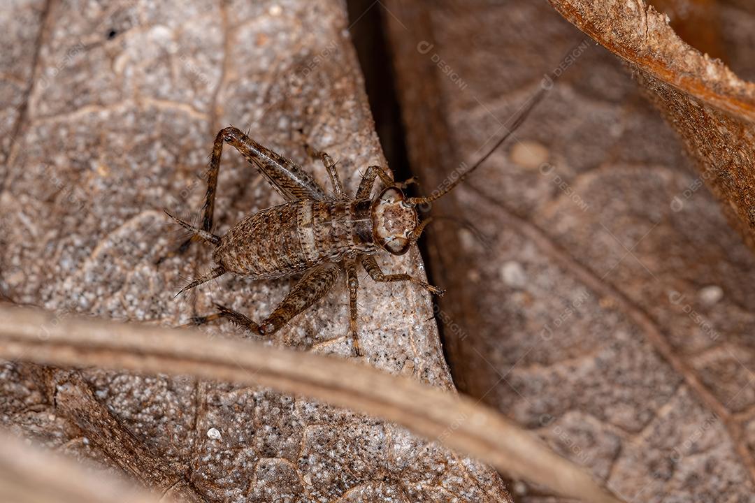 Verdadeira Ninfa de Críquete