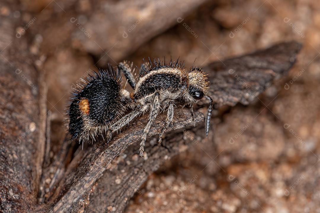 Formiga de veludo adulto
