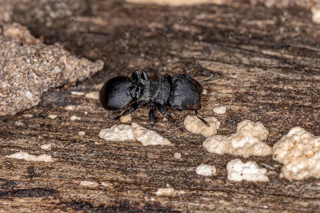 Formiga tartaruga negra adulta