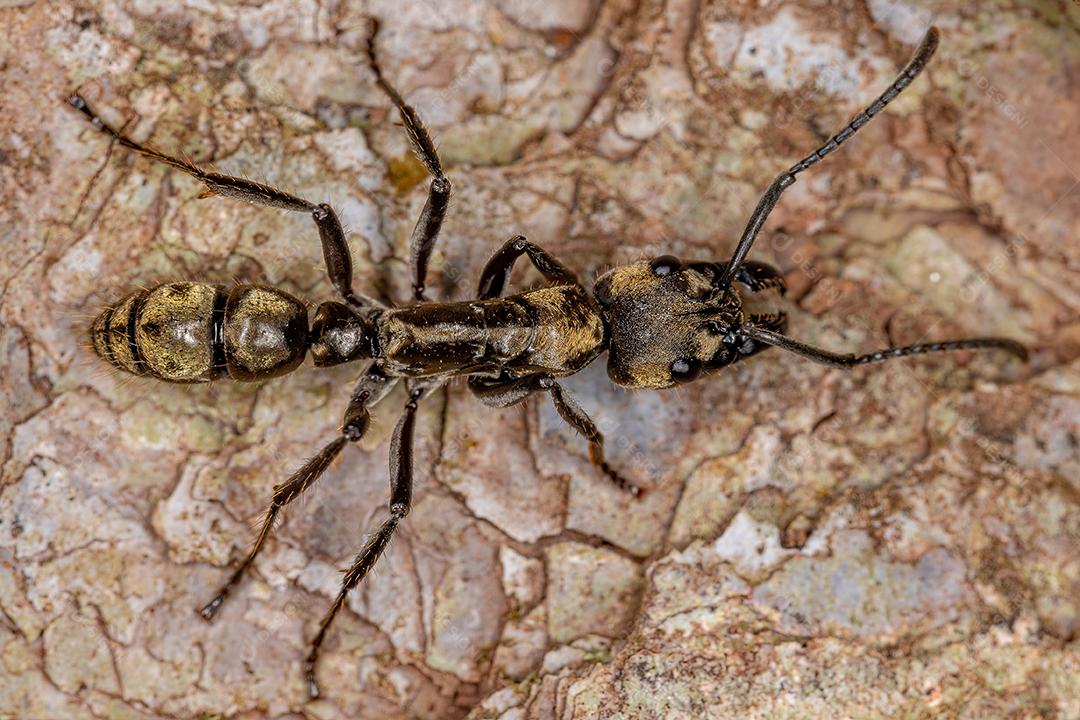 Formiga ponerina fêmea adulta