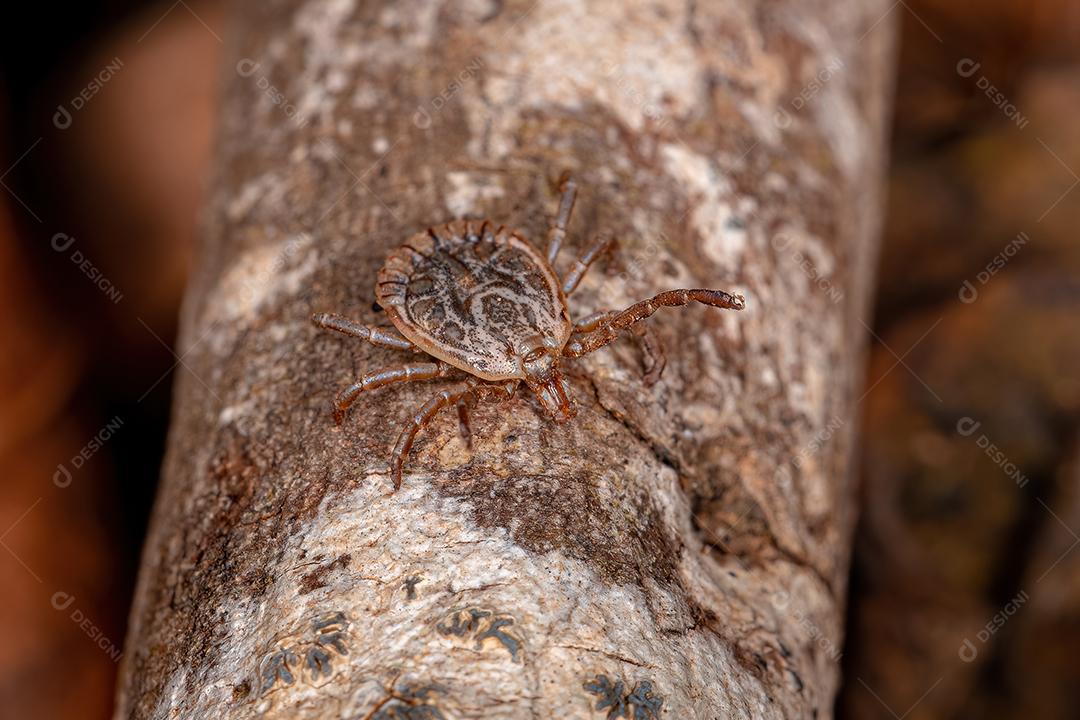 Carrapato Cayenne adulto masculino
