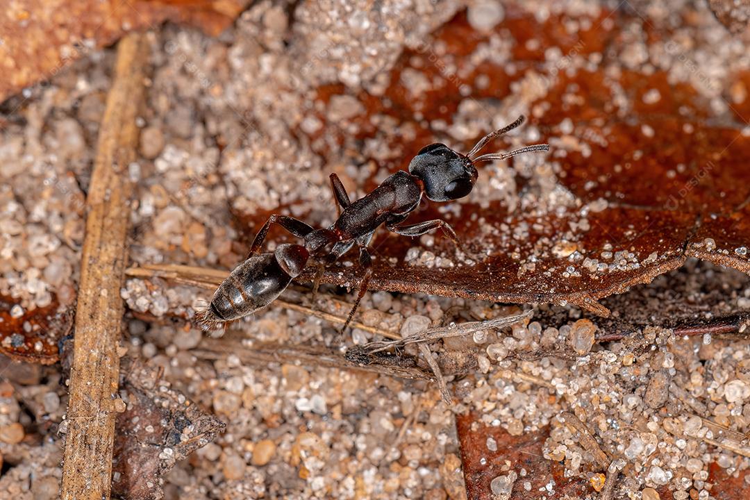 Formiga-de-galho fêmea adulta