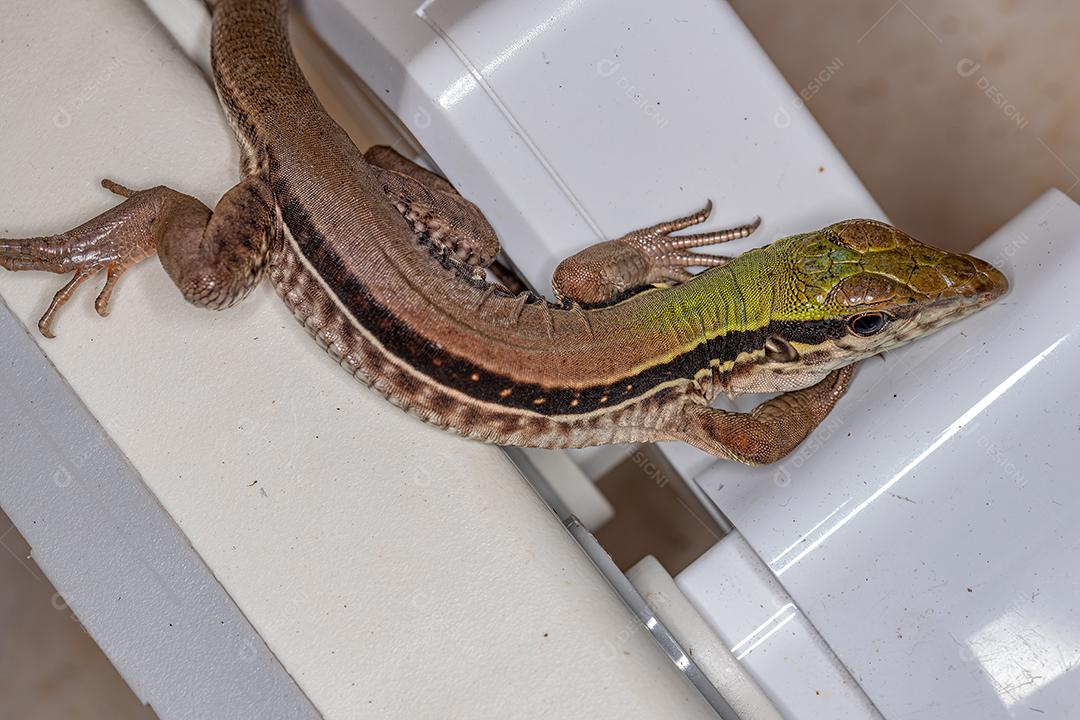 Lagarto Ameiva Gigante