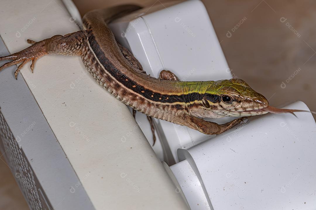 Lagarto Ameiva Gigante