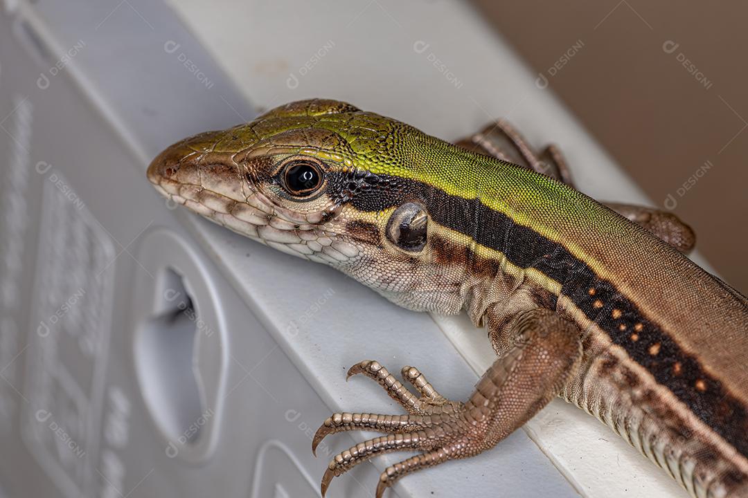 Lagarto Ameiva Gigante