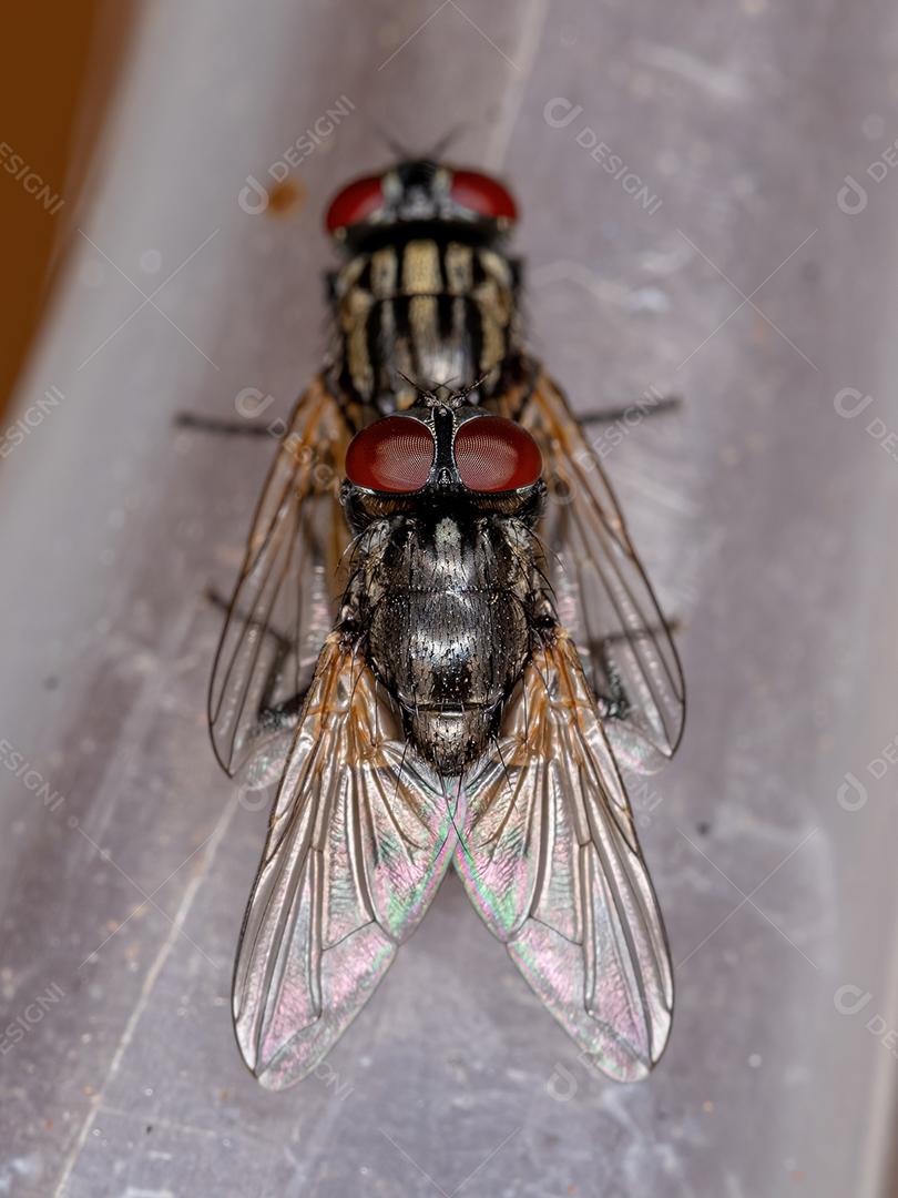 Moscas da Casa adulta