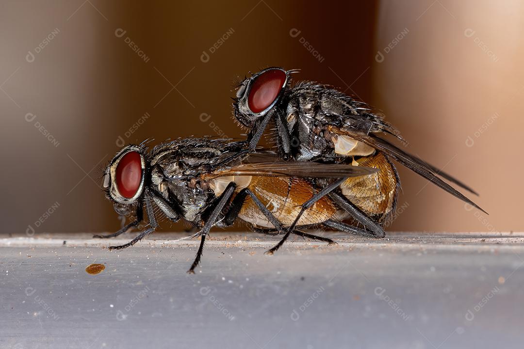 Moscas da Casa adulta