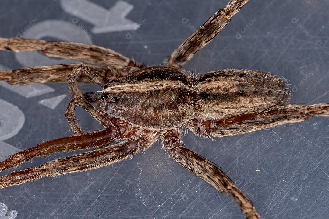 Adult female wandering spider