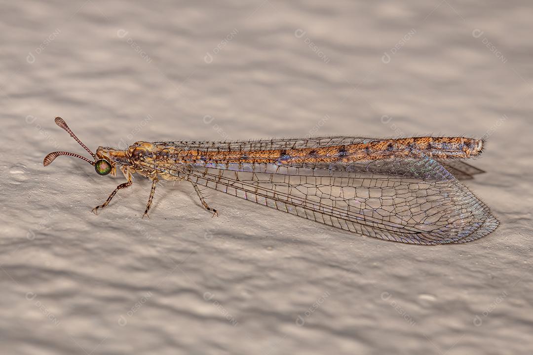 Inseto-formiga-adulto