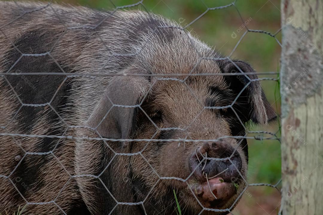 Porco criado em um chiqueiro ao ar livre