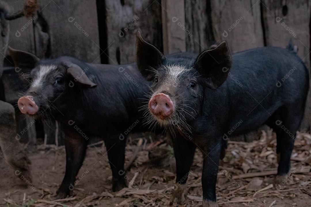 Porco criado em um chiqueiro ao ar livre