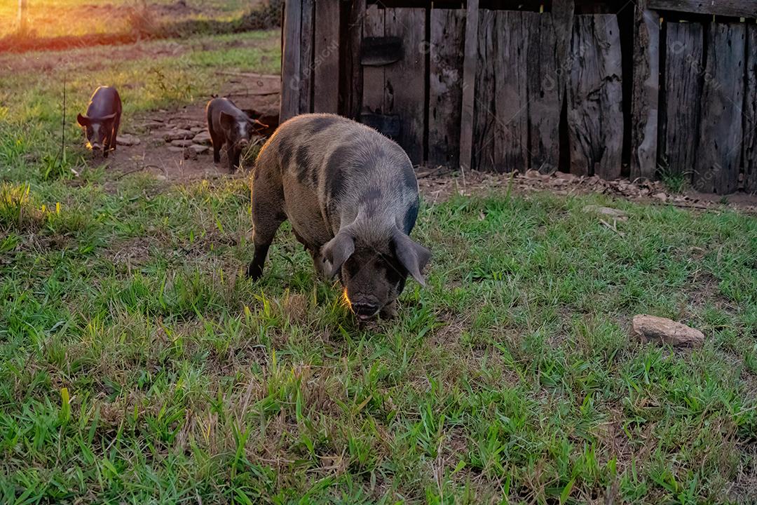 Pig raised in an outdoor pigpen