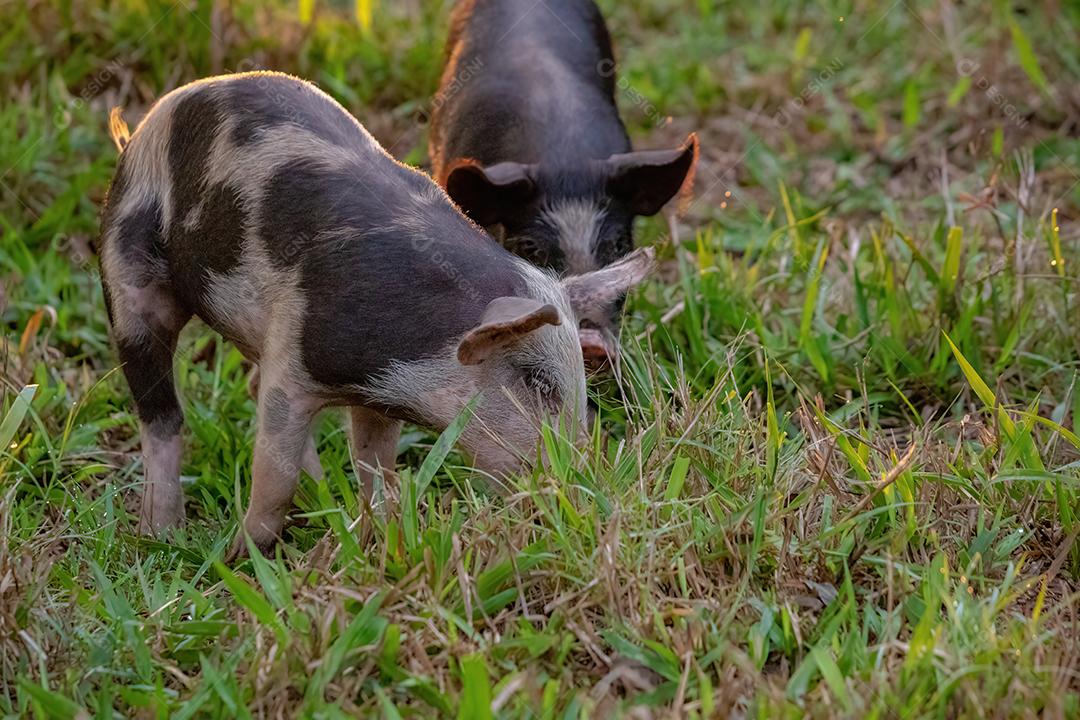 Porco criado em um chiqueiro ao ar livre