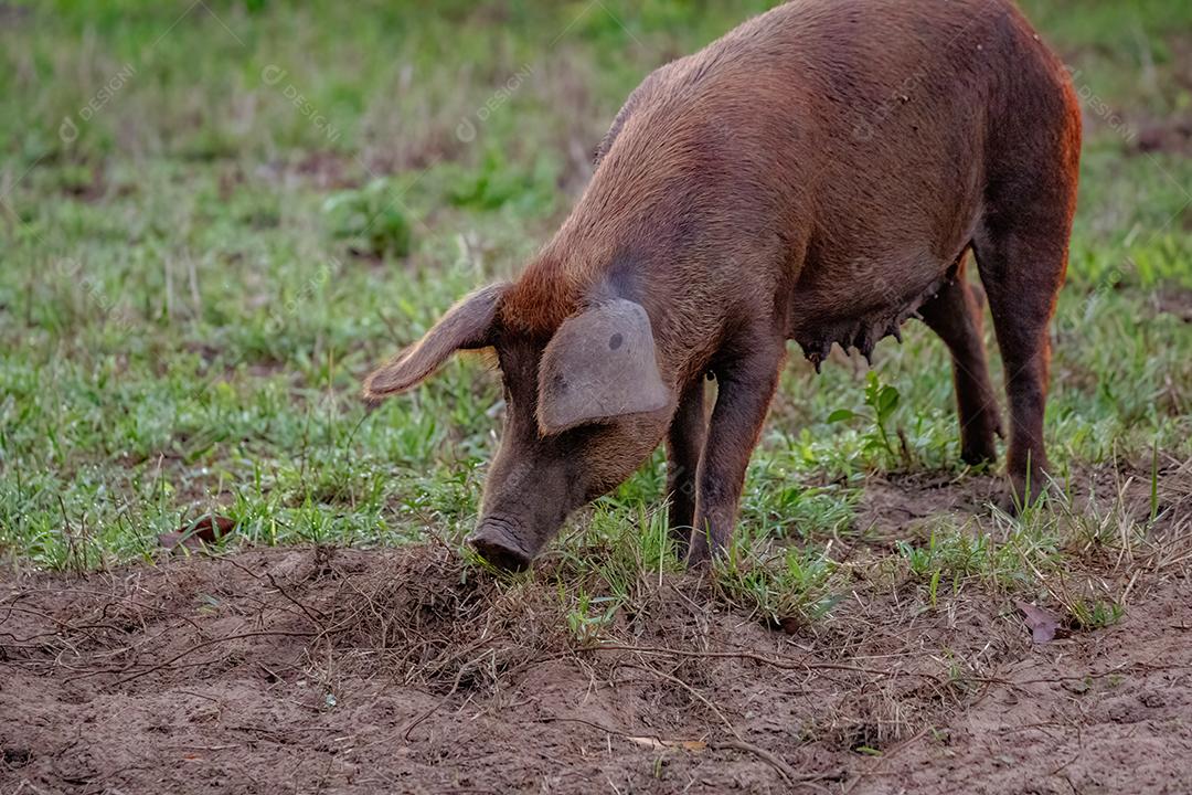 Porco criado em um chiqueiro ao ar livre