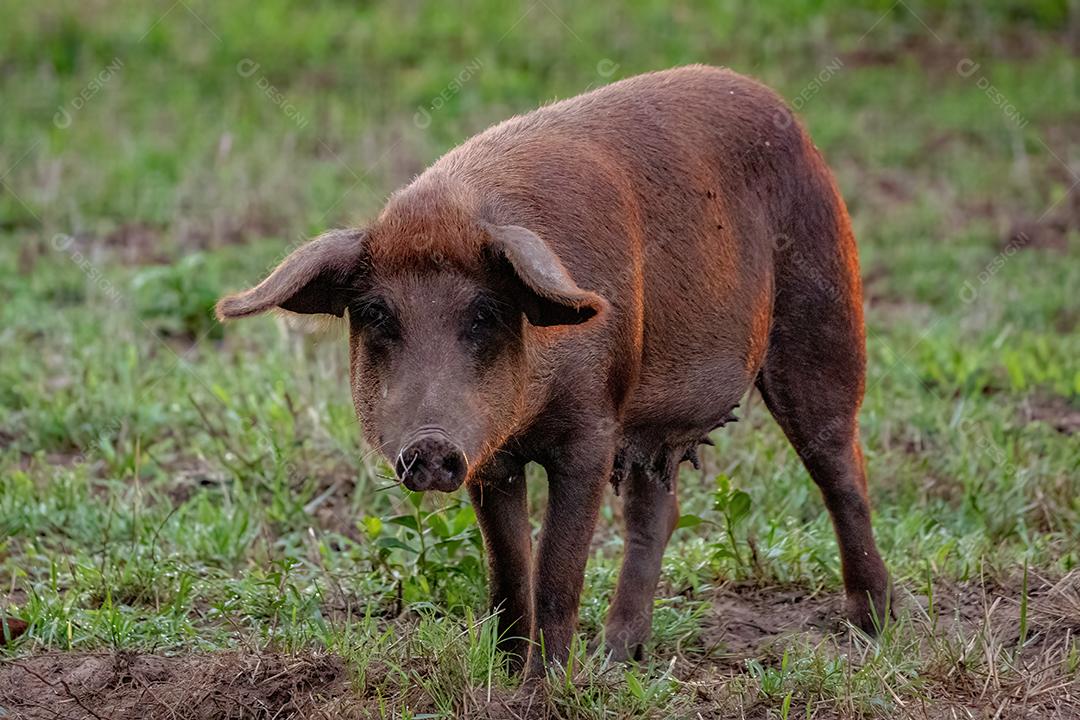 Porco criado em um chiqueiro ao ar livre