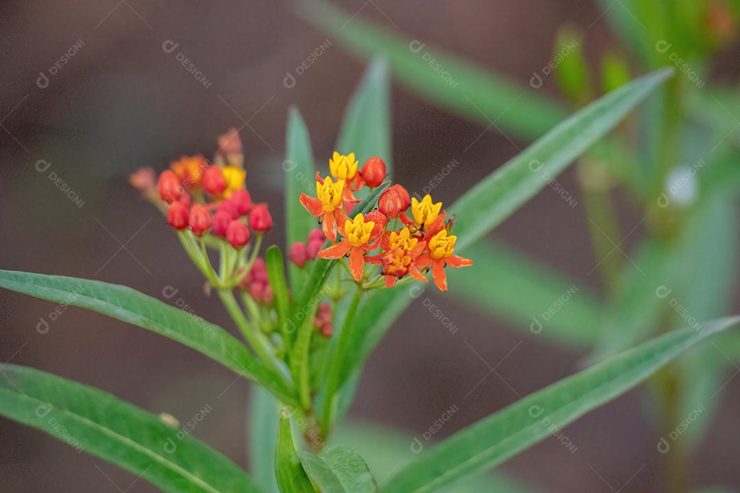 Planta de ervas daninhas tropicais