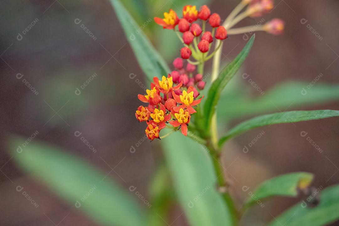 Planta de ervas daninhas tropicais